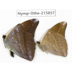 Auzakia danava. China, Sichuan, Liangshan area, Dechang county. 2M. Nymp-Othe-215857.