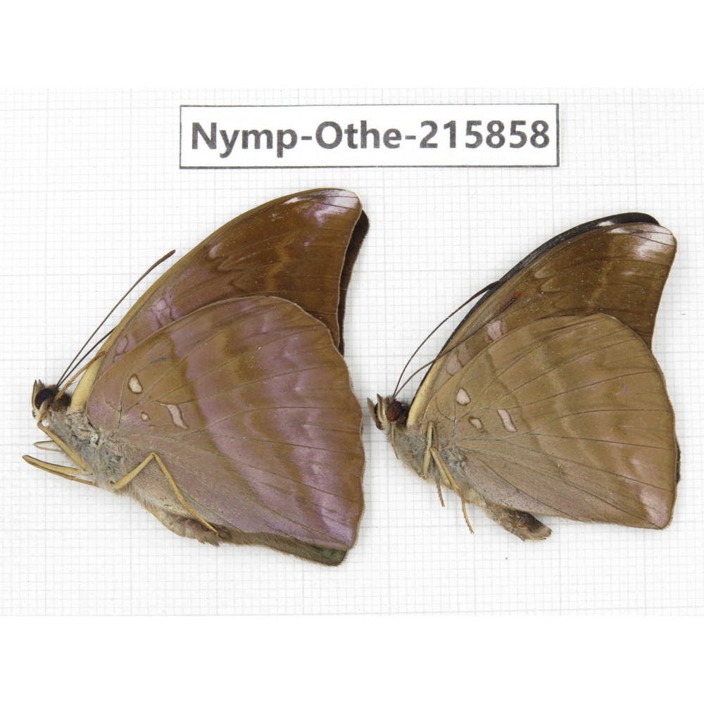 Auzakia danava. China, Sichuan, Liangshan area, Dechang county. 2M. Nymp-Othe-215858.