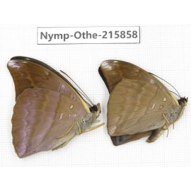 Auzakia danava. China, Sichuan, Liangshan area, Dechang county. 2M. Nymp-Othe-215858.