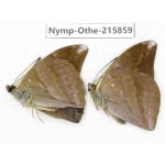 Auzakia danava. China, Sichuan, Liangshan area, Dechang county. 2M. Nymp-Othe-215859.
