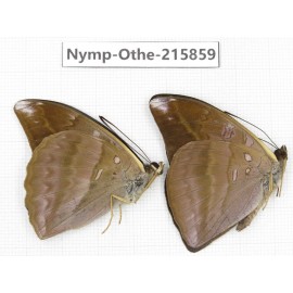 Auzakia danava. China, Sichuan, Liangshan area, Dechang county. 2M. Nymp-Othe-215859.