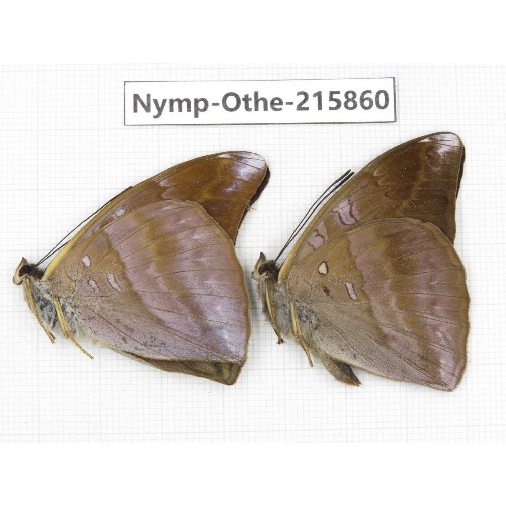 Auzakia danava. China, Sichuan, Liangshan area, Dechang county. 2M. Nymp-Othe-215860.