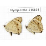 Junonia orithya ssp. China, Sichuan, Liangshan area, Dechang county. 2M. Nymp-Othe-215893.