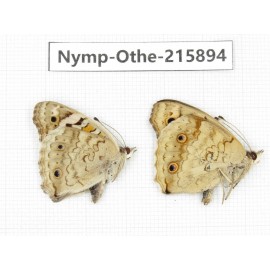 Junonia orithya ssp. China, Sichuan, Liangshan area, Dechang county. 2M. Nymp-Othe-215894.