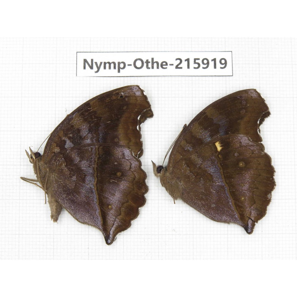 Junonia iphita. China, Sichuan, Liangshan area, Dechang county. 2M. Nymp-Othe-215919.