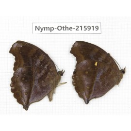 Junonia iphita. China, Sichuan, Liangshan area, Dechang county. 2M. Nymp-Othe-215919.