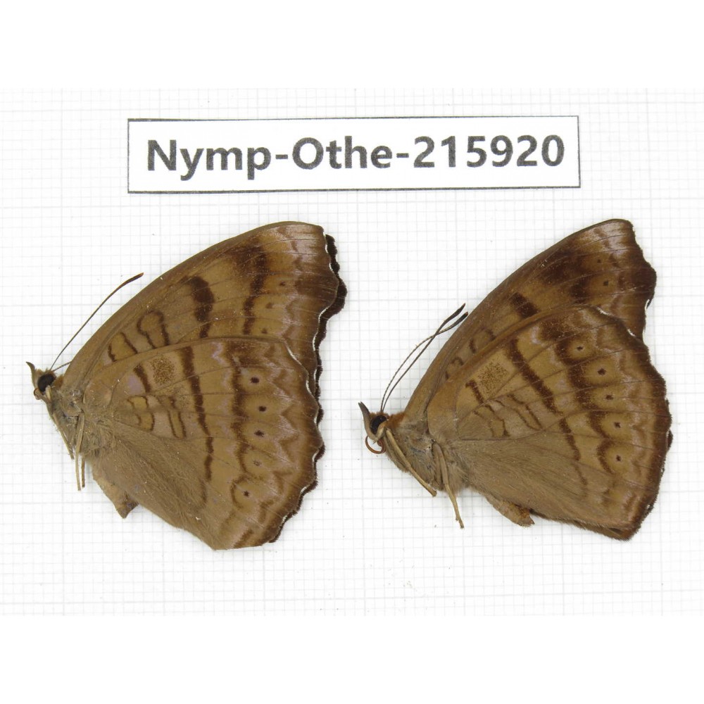 Pseudergolis wedah. China, Sichuan, Liangshan area, Dechang county. 1P. Nymp-Othe-215920.
