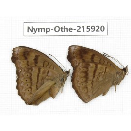 Pseudergolis wedah. China, Sichuan, Liangshan area, Dechang county. 1P. Nymp-Othe-215920.
