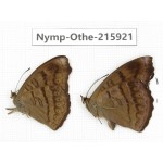 Pseudergolis wedah. China, Sichuan, Liangshan area, Dechang county. 2M. Nymp-Othe-215921.