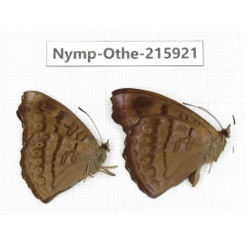Pseudergolis wedah. China, Sichuan, Liangshan area, Dechang county. 2M. Nymp-Othe-215921.
