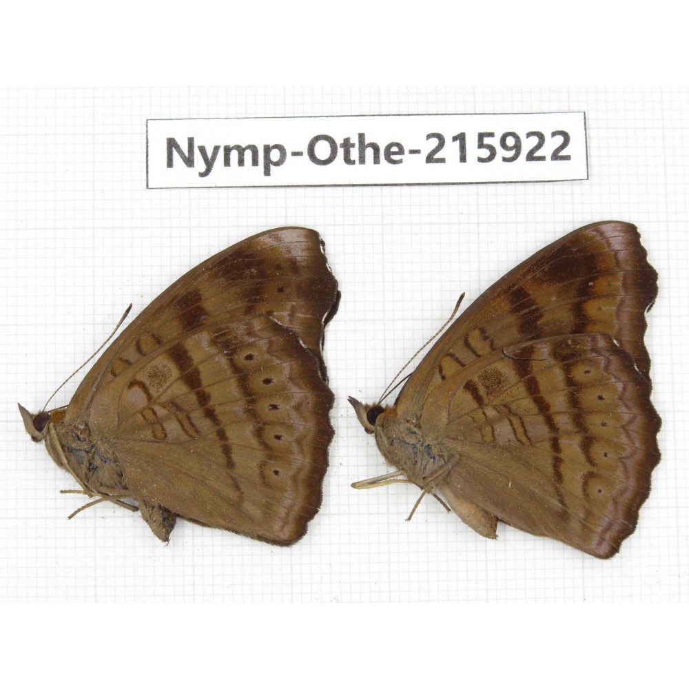 Pseudergolis wedah. China, Sichuan, Liangshan area, Dechang county. 2M. Nymp-Othe-215922.