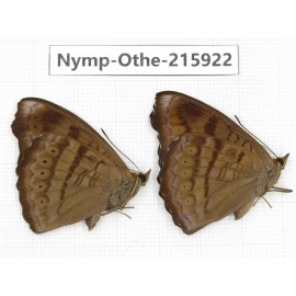 Pseudergolis wedah. China, Sichuan, Liangshan area, Dechang county. 2M. Nymp-Othe-215922.
