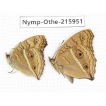 Junonia almana ssp. China, Sichuan, Liangshan area, Dechang county. 2M. Nymp-Othe-215951.