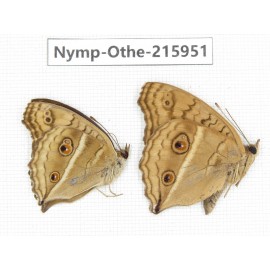 Junonia almana ssp. China, Sichuan, Liangshan area, Dechang county. 2M. Nymp-Othe-215951.