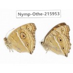 Junonia almana ssp. China, Sichuan, Liangshan area, Dechang county. 1P. Nymp-Othe-215953.