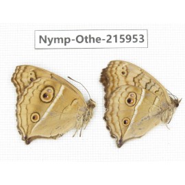 Junonia almana ssp. China, Sichuan, Liangshan area, Dechang county. 1P. Nymp-Othe-215953.