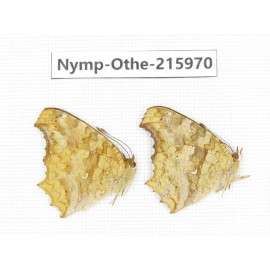 Polygonia c-album ssp. China, Sichuan, Liangshan area, Dechang county. 2M. Nymp-Othe-215970.