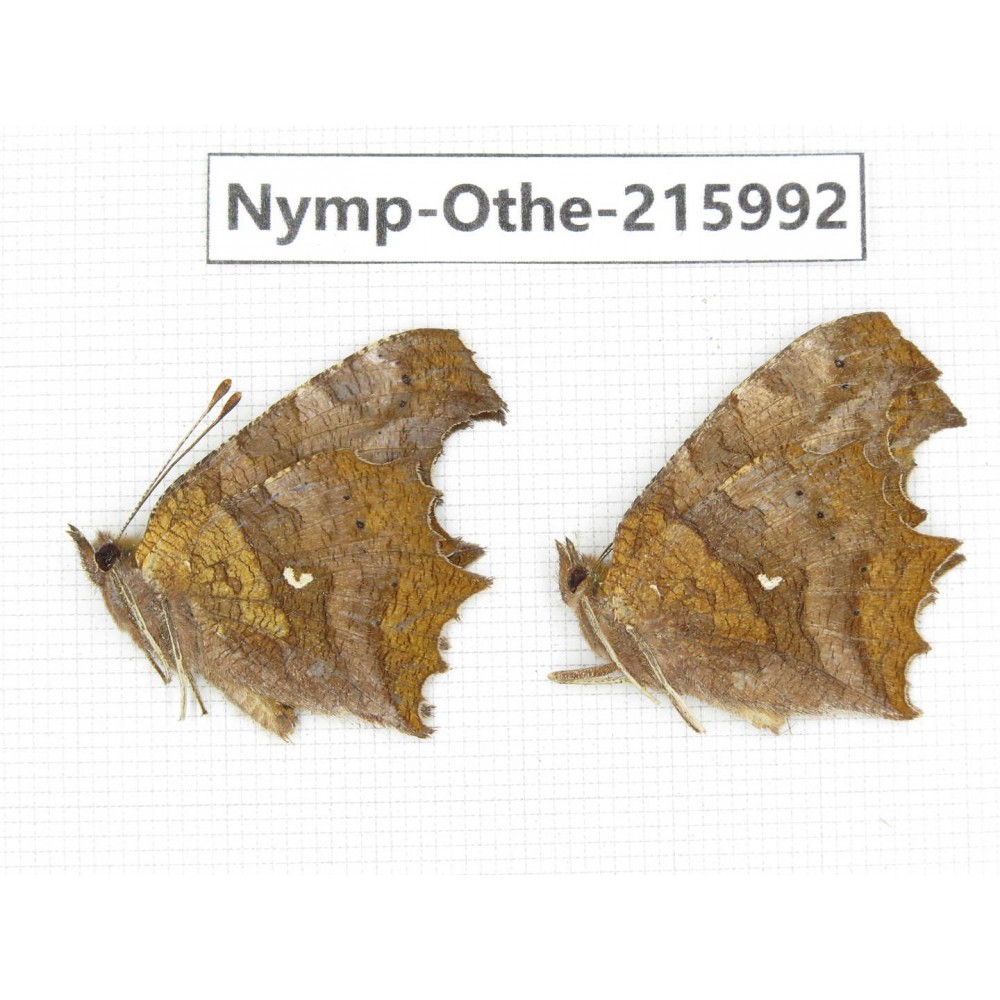 Polygonia c-album ssp. China, Sichuan, Liangshan area, Dechang county. 2M. Nymp-Othe-215992.