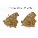 Polygonia c-album ssp. China, Sichuan, Liangshan area, Dechang county. 2M. Nymp-Othe-215992.