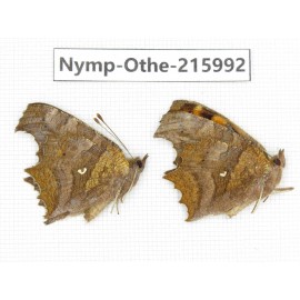 Polygonia c-album ssp. China, Sichuan, Liangshan area, Dechang county. 2M. Nymp-Othe-215992.
