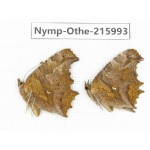 Polygonia c-album ssp. China, Sichuan, Liangshan area, Dechang county. 2M. Nymp-Othe-215993.