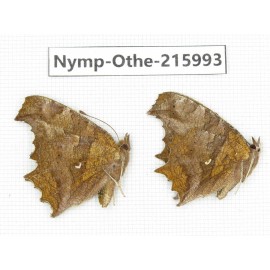 Polygonia c-album ssp. China, Sichuan, Liangshan area, Dechang county. 2M. Nymp-Othe-215993.