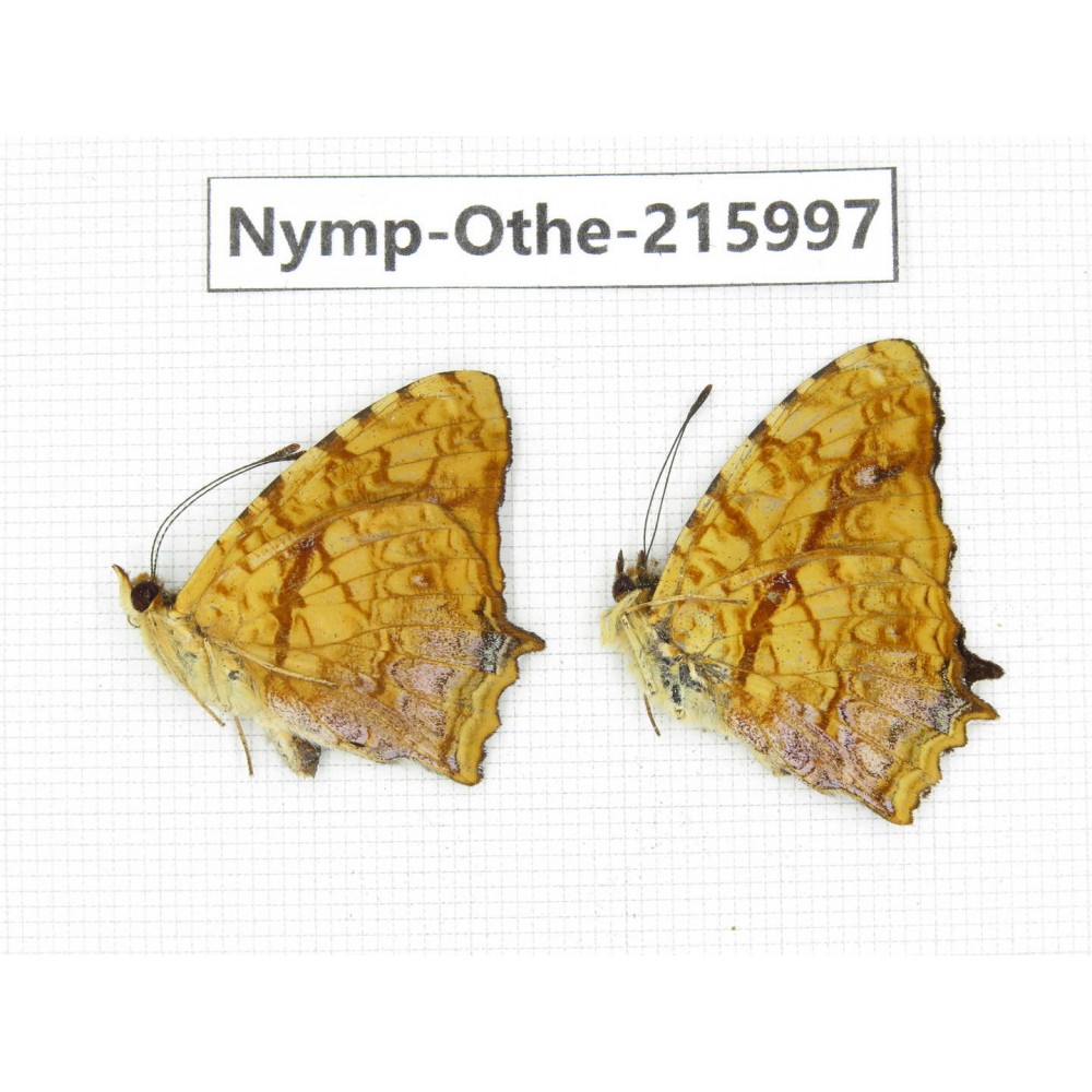 Symbrenthia lilaea. China, Sichuan, Liangshan area, Dechang county. 1P. Nymp-Othe-215997.
