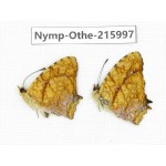 Symbrenthia lilaea. China, Sichuan, Liangshan area, Dechang county. 1P. Nymp-Othe-215997.