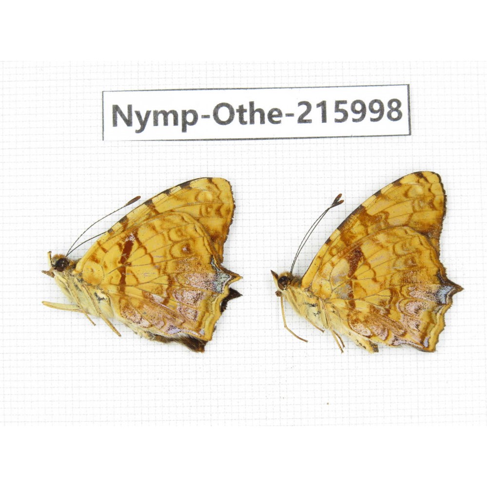 Symbrenthia lilaea. China, Sichuan, Liangshan area, Dechang county. 1P. Nymp-Othe-215998.