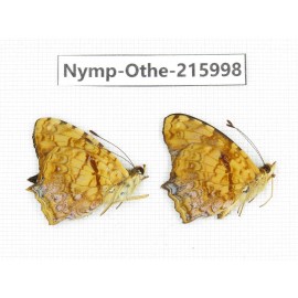 Symbrenthia lilaea. China, Sichuan, Liangshan area, Dechang county. 1P. Nymp-Othe-215998.