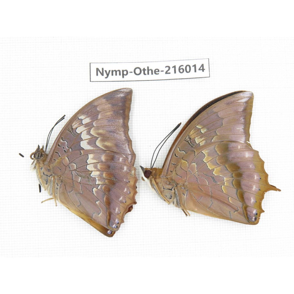 Charaxes bernardus ssp. China, Sichuan, Liangshan area, Dechang county. 2M. Nymp-Othe-216014.