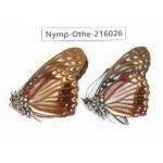 Hestina nama. China, Sichuan, Liangshan area, Dechang county. 2M. Nymp-Othe-216026.