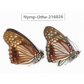 Hestina nama. China, Sichuan, Liangshan area, Dechang county. 2M. Nymp-Othe-216026.
