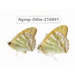 Argynnis paphia ssp. China, Sichuan, Liangshan area, Dechang county. 2M. Nymp-Othe-216041.