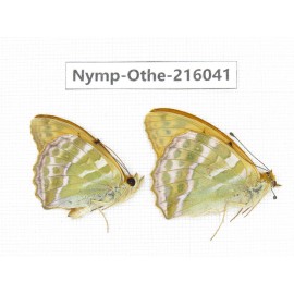 Argynnis paphia ssp. China, Sichuan, Liangshan area, Dechang county. 2M. Nymp-Othe-216041.