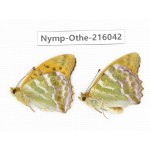 Argynnis paphia ssp. China, Sichuan, Liangshan area, Dechang county. 2M. Nymp-Othe-216042.