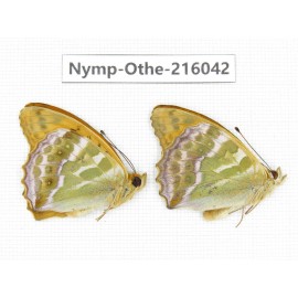 Argynnis paphia ssp. China, Sichuan, Liangshan area, Dechang county. 2M. Nymp-Othe-216042.