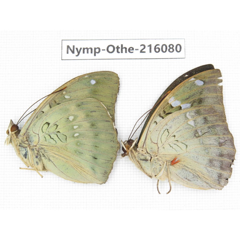 Euthalia sp. China, Sichuan, Liangshan area, Dechang county. 2M. Nymp-Othe-216080.