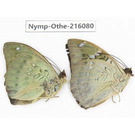 Euthalia sp. China, Sichuan, Liangshan area, Dechang county. 2M. Nymp-Othe-216080.