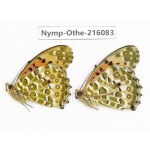 Argyreus hyperbius. China, Sichuan, Liangshan area, Dechang county. 2M. Nymp-Othe-216083.
