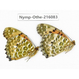 Argyreus hyperbius. China, Sichuan, Liangshan area, Dechang county. 2M. Nymp-Othe-216083.