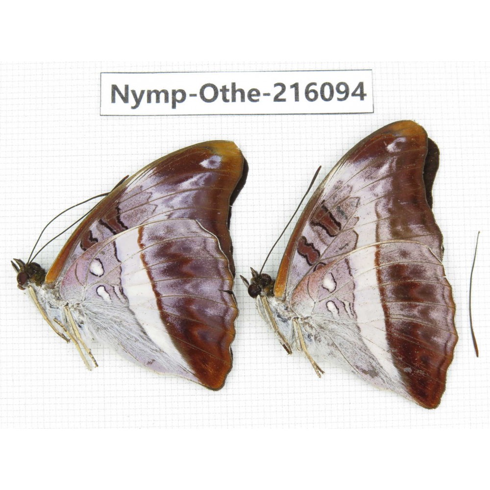 Parasarpa dudu. China, Sichuan, Liangshan area, Dechang county. 2M. Nymp-Othe-216094.