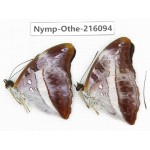 Parasarpa dudu. China, Sichuan, Liangshan area, Dechang county. 2M. Nymp-Othe-216094.