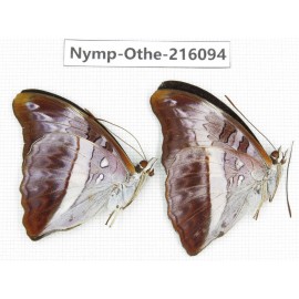 Parasarpa dudu. China, Sichuan, Liangshan area, Dechang county. 2M. Nymp-Othe-216094.