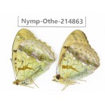 Aygyronome laodice. China, Sichuan, Ya'an, Shimian county. 1P. Nymp-Othe-214863.
