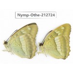 Euthalia thibetana. China, Sichuan, Yajiang county. 2M. Nymp-Othe-212724.