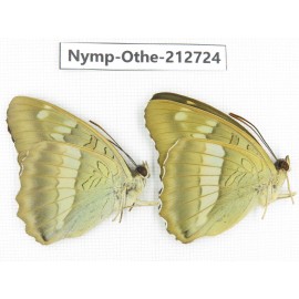 Euthalia thibetana. China, Sichuan, Yajiang county. 2M. Nymp-Othe-212724.