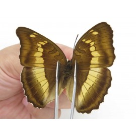 Euthalia thibetana. China, Sichuan, Yajiang county. 2M. Nymp-Othe-212724.