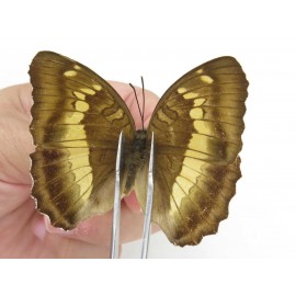 Euthalia thibetana. China, Sichuan, Yajiang county. 2M. Nymp-Othe-212724.