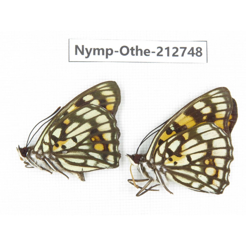 Sephisa princeps ssp. China, Sichuan, Yajiang county. 2M. Nymp-Othe-212748.